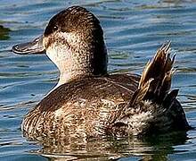 Ruddy Duck