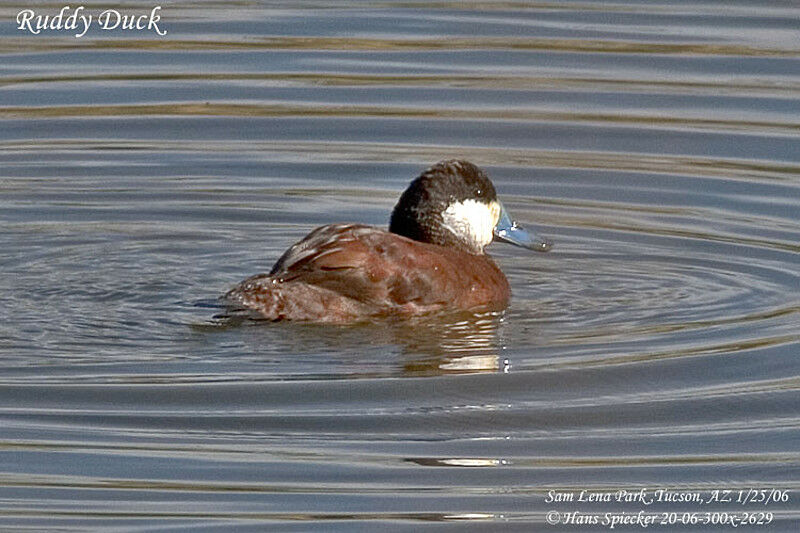 Ruddy Duck male adult breeding