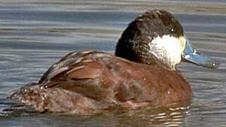 Ruddy Duck