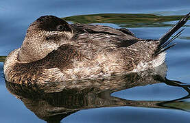 Ruddy Duck