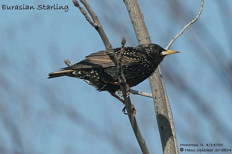 Common Starling