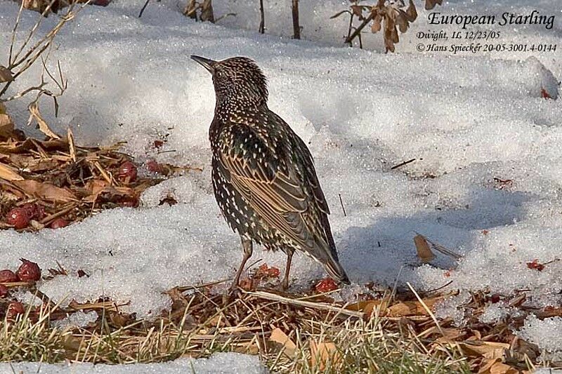 Common Starling