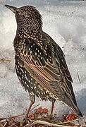 Common Starling