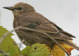 Common Starling