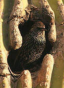 Common Starling