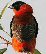 Northern Red Bishop