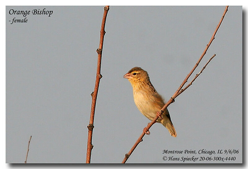 Northern Red Bishop female