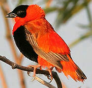 Northern Red Bishop