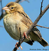 Northern Red Bishop