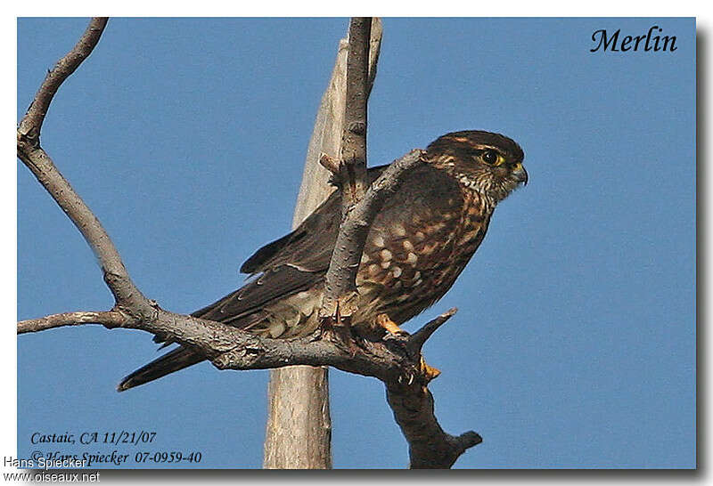 Merlin female adult, identification