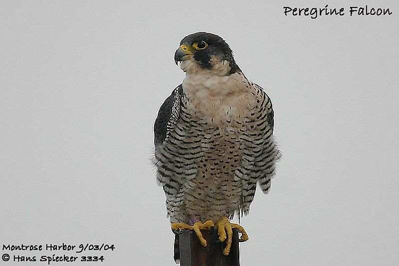 Peregrine Falcon