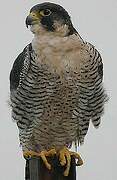 Peregrine Falcon