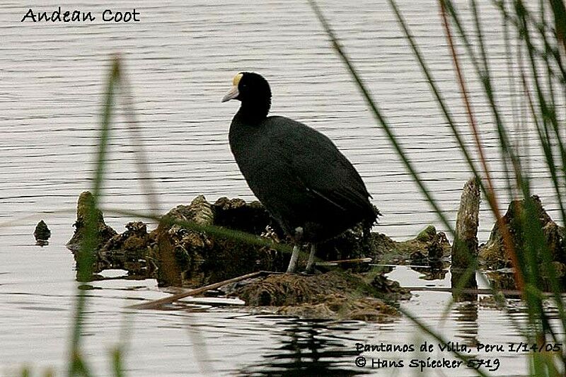 Andean Coot