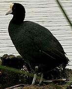 Andean Coot