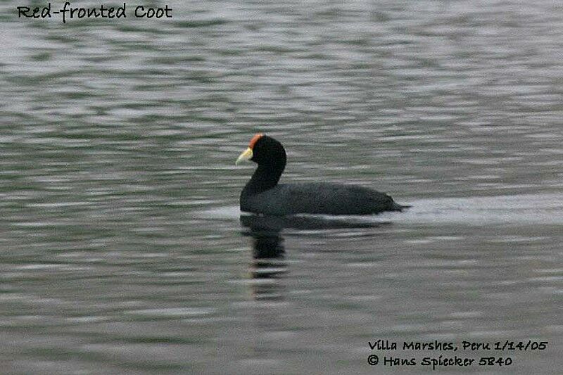 Andean Coot