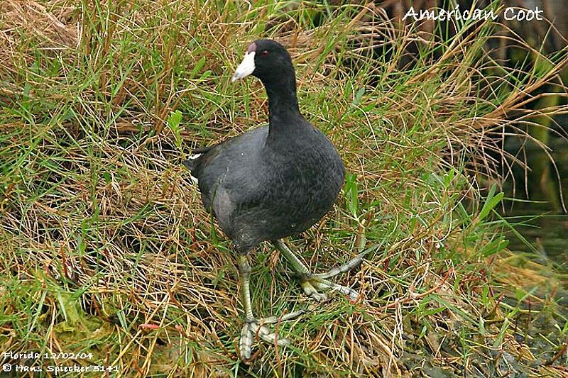 American Coot