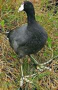 American Coot