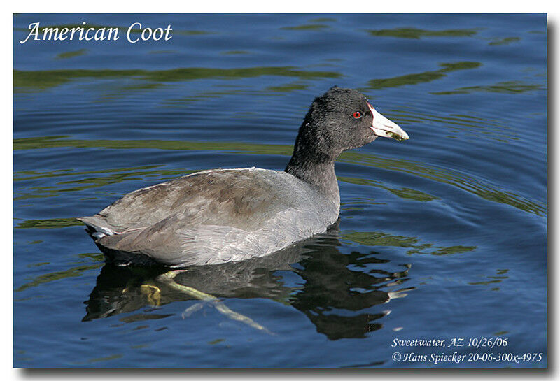 American Coot