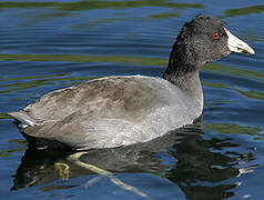 American Coot