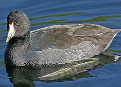 American Coot