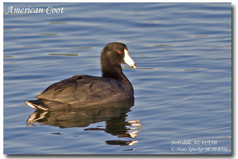 American Cootadult