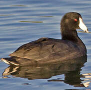 American Coot