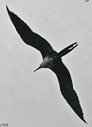 Magnificent Frigatebird