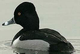 Ring-necked Duck