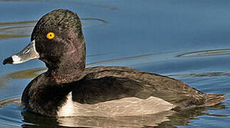 Ring-necked Duck