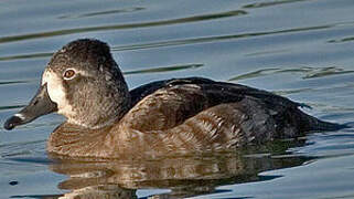 Ring-necked Duck