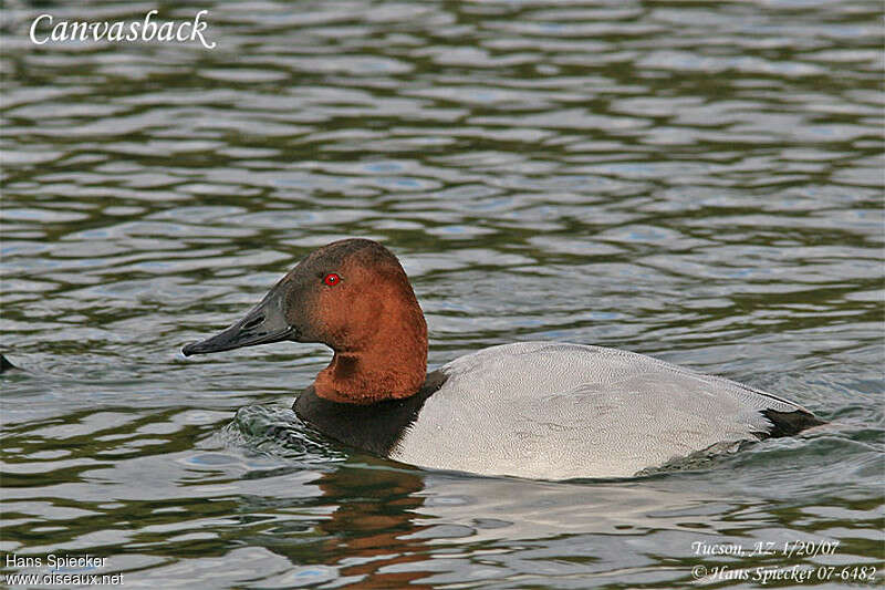 Canvasback male adult breeding, close-up portrait