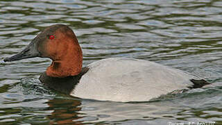 Canvasback