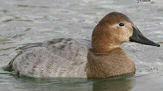 Canvasback