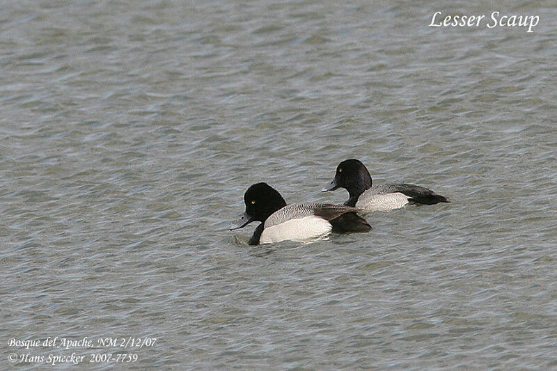 Lesser Scaup male adult