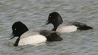 Lesser Scaup