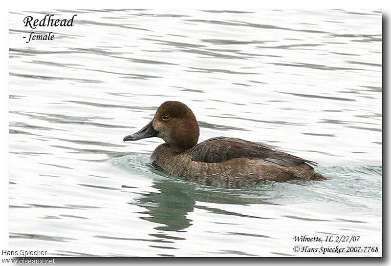 Redhead female adult, identification