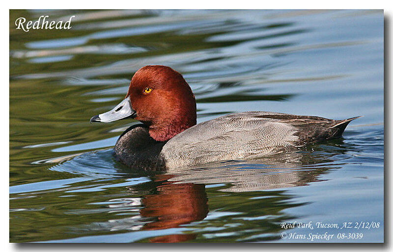 Redhead male adult