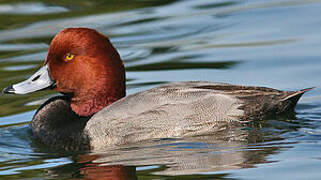 Redhead