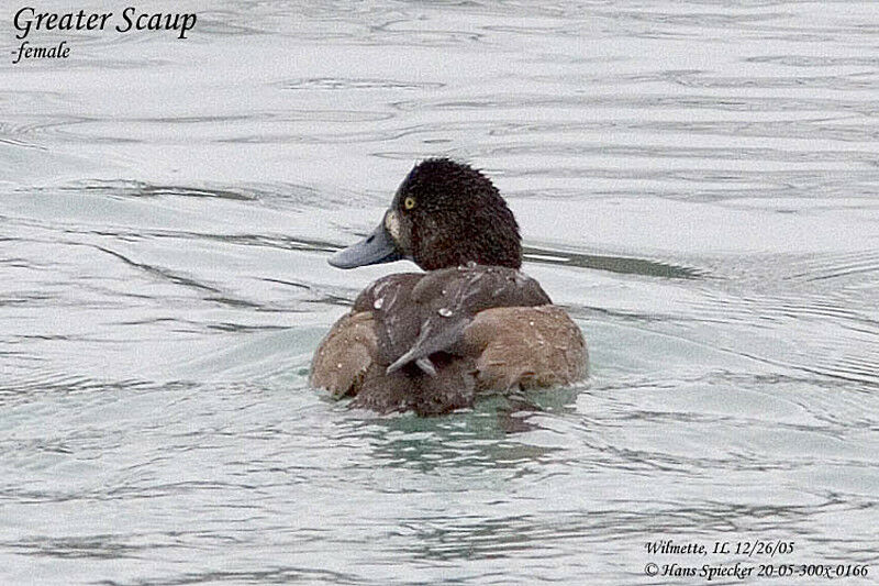 Greater Scaup