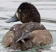 Greater Scaup