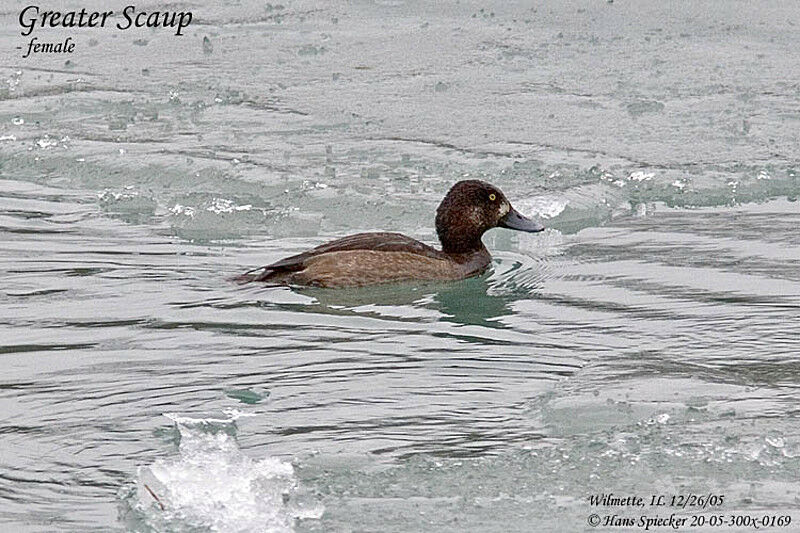 Greater Scaup