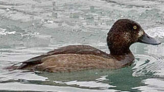 Greater Scaup