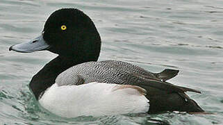 Greater Scaup