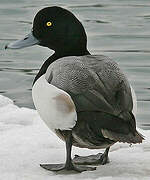 Greater Scaup