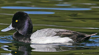 Greater Scaup