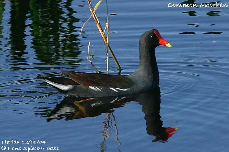 Gallinule poule-d'eau