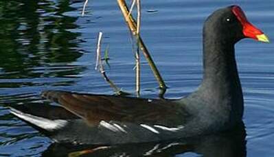 Gallinule poule-d'eau