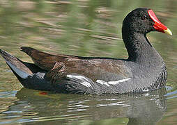 Common Moorhen