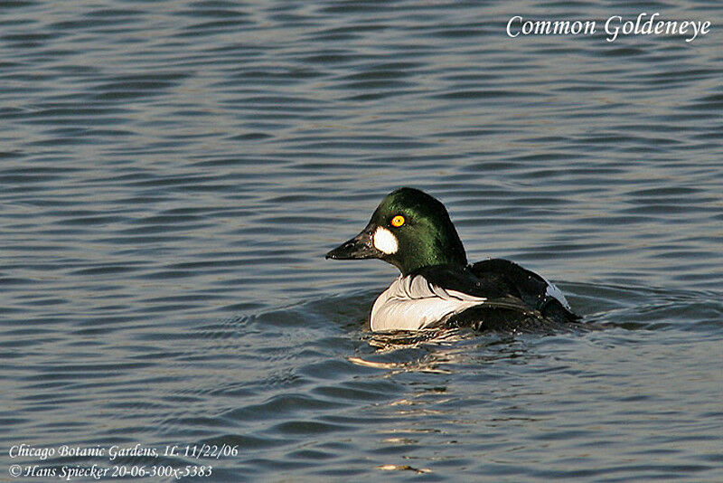 Garrot à oeil d'or mâle adulte