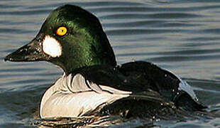 Common Goldeneye